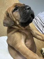 BELLA, a female Cane Corso for sale in Osseo, MN – 2 of 7
