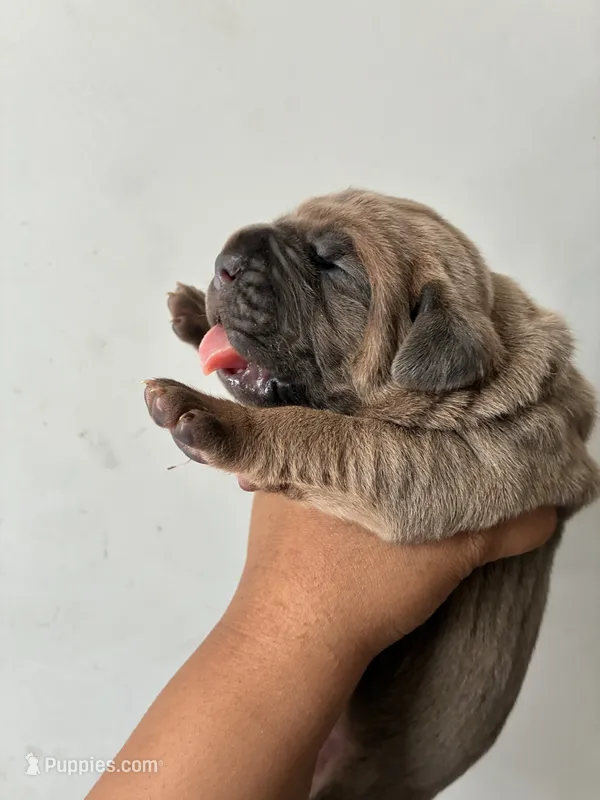 Miss.Noisy – Cane Corso puppy for sale in Osseo, MN