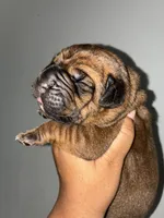 BELLA, a female Cane Corso for sale in Osseo, MN – 4 of 4