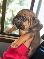 SUPER GIRL , a female Cane Corso for sale in Osseo, MN – 4 of 4