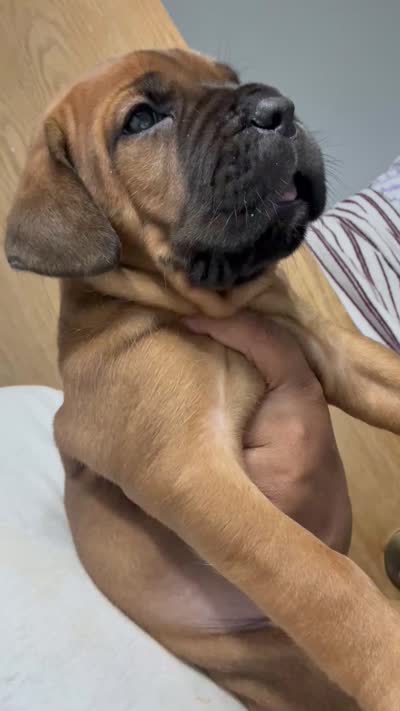 BELLA, a female Cane Corso for sale in Osseo, MN – 6 of 7