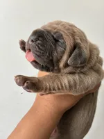 Miss.Noisy, a female Cane Corso for sale in Osseo, MN – 6 of 8
