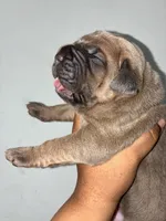 Miss.Noisy, a female Cane Corso for sale in Osseo, MN – 8 of 8