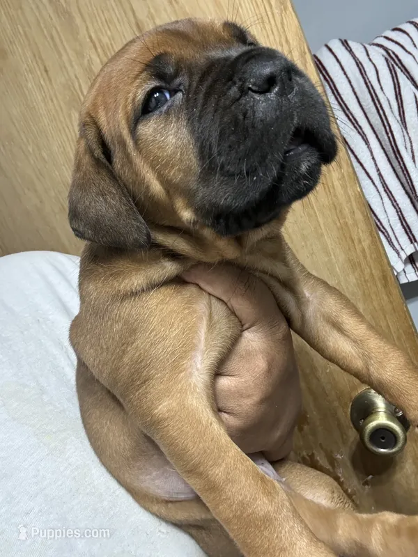 BELLA – Cane Corso puppy for sale in Osseo, MN