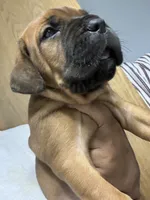 BELLA, a female Cane Corso for sale in Osseo, MN – 3 of 7