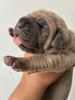 Miss.Noisy, a female Cane Corso for sale in Osseo, MN – 5 of 8
