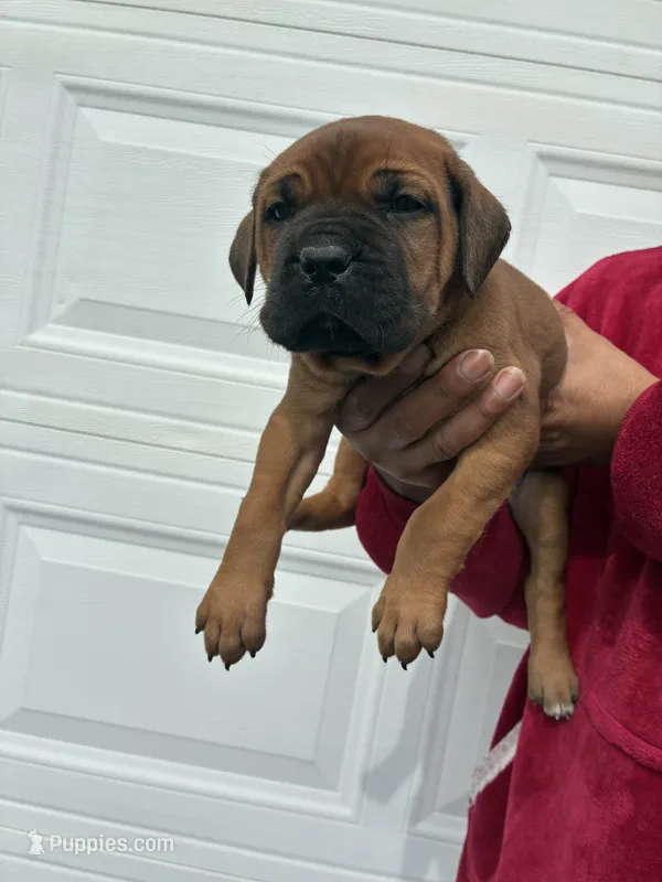 BELLA – Cane Corso puppy for sale in Osseo, MN
