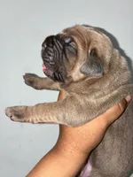 Miss.Noisy, a female Cane Corso for sale in Osseo, MN – 7 of 8