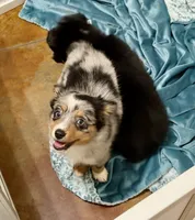 June, a female Toy Australian Shepherd for sale in Barry, TX – 5 of 9
