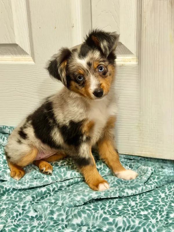 June – Toy Australian Shepherd puppy for sale in Barry, TX