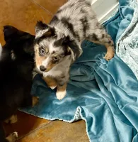 June, a female Toy Australian Shepherd for sale in Barry, TX – 8 of 9