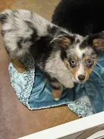 June, a female Toy Australian Shepherd for sale in Barry, TX – 9 of 9