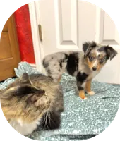 June, a female Toy Australian Shepherd for sale in Barry, TX – 2 of 9