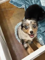 June, a female Toy Australian Shepherd for sale in Barry, TX – 4 of 9
