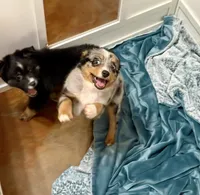 June, a female Toy Australian Shepherd for sale in Barry, TX – 3 of 9