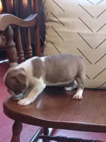 gb2, a female Boston Terrier for sale in Trempealeau, WI – 4 of 5