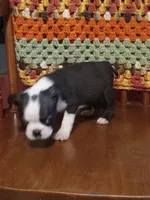g-1, a female Boston Terrier for sale in Trempealeau, WI – 3 of 3