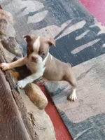 gb2, a female Boston Terrier for sale in Trempealeau, WI – 3 of 5