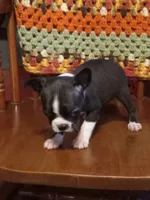 g-3, a female Boston Terrier for sale in Trempealeau, WI – 2 of 4