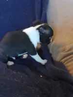 b-1, a male Boston Terrier for sale in Trempealeau, WI – 3 of 5