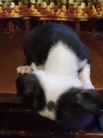 g-1, a female Boston Terrier for sale in Trempealeau, WI – 2 of 3