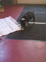 g-1, a female Boston Terrier for sale in Trempealeau, WI – 5 of 9