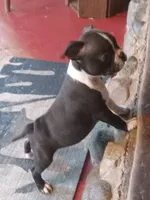 g-1, a female Boston Terrier for sale in Trempealeau, WI – 7 of 9