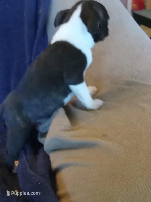 g4 – Boston Terrier puppy for sale in Trempealeau, WI