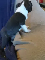 g4, a female Boston Terrier for sale in Trempealeau, WI – 1 of 3