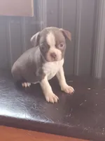 g4, a male Boston Terrier for sale in Trempealeau, WI – Photo 2 of 3