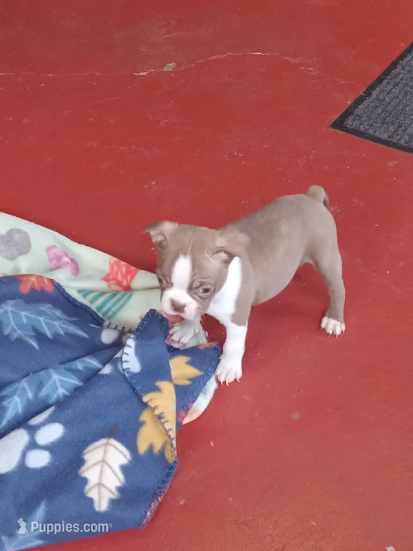 g4 – Boston Terrier puppy for sale in Trempealeau, WI