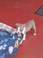 g4, a male Boston Terrier for sale in Trempealeau, WI – Photo 1 of 3