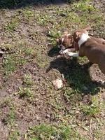 g-2, a female Boston Terrier for sale in Trempealeau, WI – Photo 4 of 7