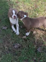 g-1 g2, a female Boston Terrier for sale in Trempealeau, WI – Photo 6 of 7