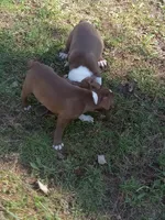 g-1 g2, a female Boston Terrier for sale in Trempealeau, WI – Photo 7 of 7