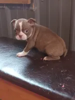 g-1, a female Boston Terrier for sale in Trempealeau, WI – Photo 5 of 5