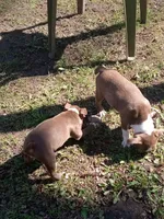 g-1 g2, a female Boston Terrier for sale in Trempealeau, WI – Photo 5 of 7