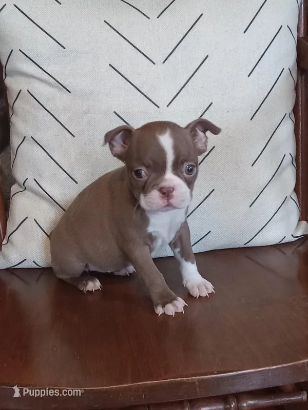 g-1 – Boston Terrier puppy for sale in Trempealeau, WI