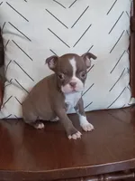 g-1, a female Boston Terrier for sale in Trempealeau, WI – Photo 1 of 5