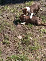 g-1 g2, a female Boston Terrier for sale in Trempealeau, WI – Photo 4 of 7