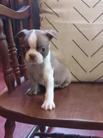 gb2, a female Boston Terrier for sale in Trempealeau, WI – 5 of 5