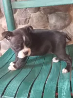 g-3, a female Boston Terrier for sale in Trempealeau, WI – 4 of 4