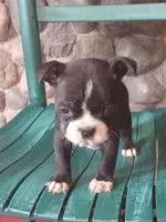 g-3, a female Boston Terrier for sale in Trempealeau, WI – 3 of 4