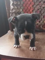 g-3, a female Boston Terrier for sale in Trempealeau, WI – 2 of 4
