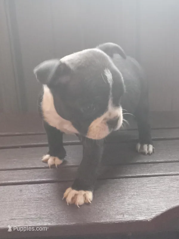 g-3, a female Boston Terrier for sale in Trempealeau, WI – 1 of 4