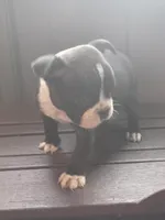 g-3, a female Boston Terrier for sale in Trempealeau, WI – 1 of 4