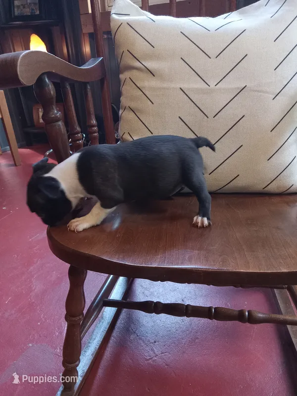 g-1 – Boston Terrier puppy for sale in Trempealeau, WI