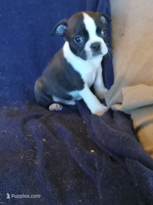 b-1 – Boston Terrier puppy for sale in Trempealeau, WI