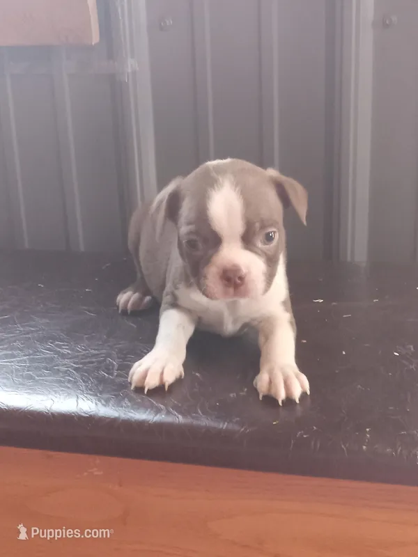b-1 – Boston Terrier puppy for sale in Trempealeau, WI