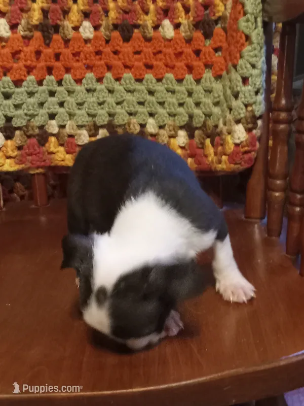 g-1 – Boston Terrier puppy for sale in Trempealeau, WI